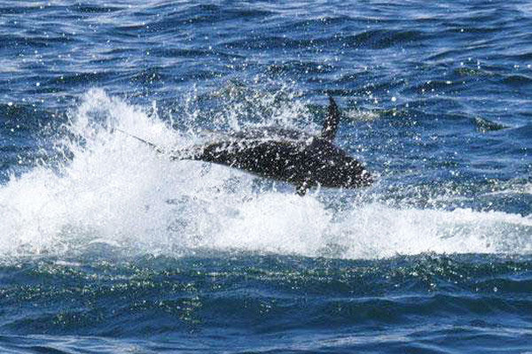 Bahamas: Yellowfin Madness