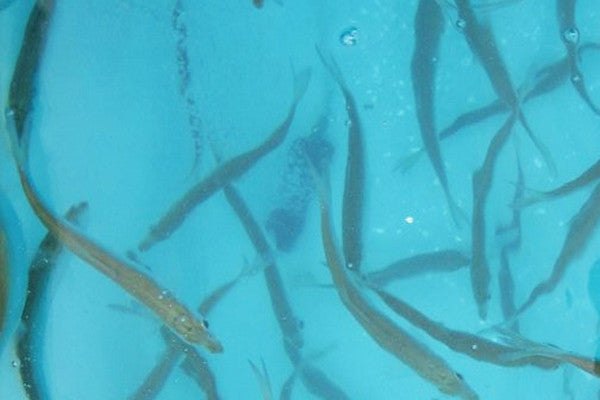 Live Bait Fishing