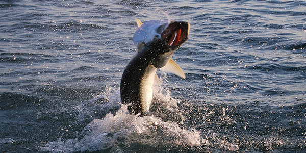 Spring Tarpon