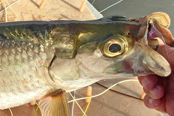 Kayak Fishing Report, Post Irma