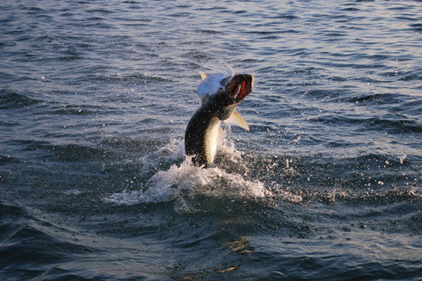 Tarpon