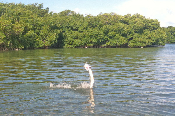 Tarpon Season Begins