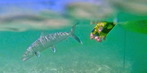 Summertime Bonefish from a Kayak