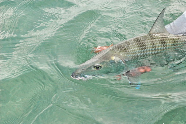 Summer Fun in the Keys