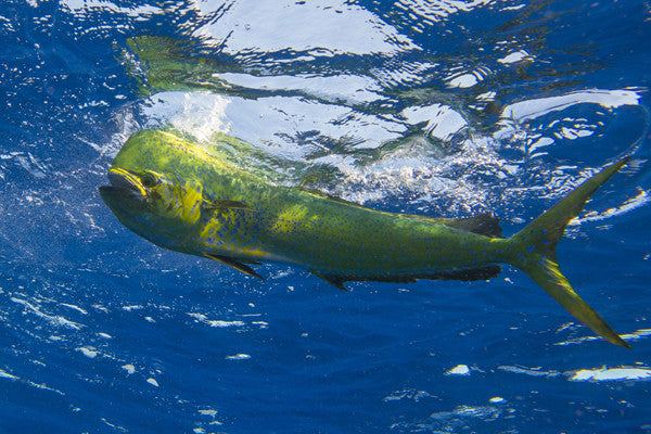 Islamorada Summer Fishing Forecast