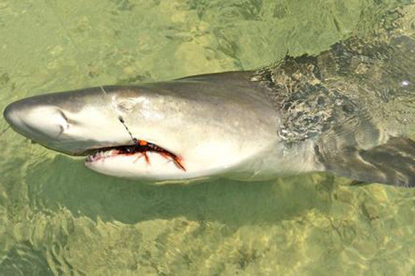 A Little Kayak Love for the Lemon Shark