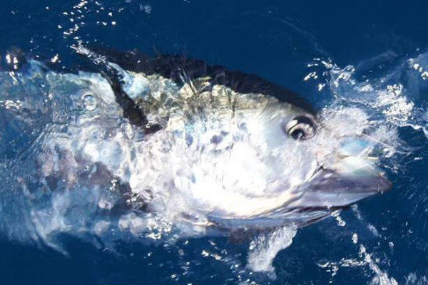 What Dreams Are Made Of: Bluefin Off Cat