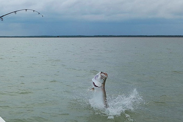 Tarpon Season in Full Swing