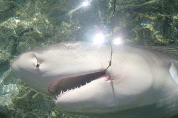 Sharks on the Flats