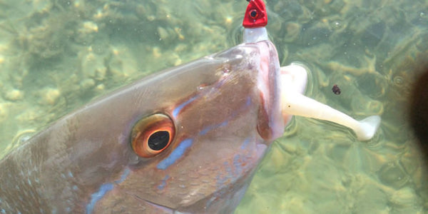Kayak Fishing Calendar  for Snowbirds
